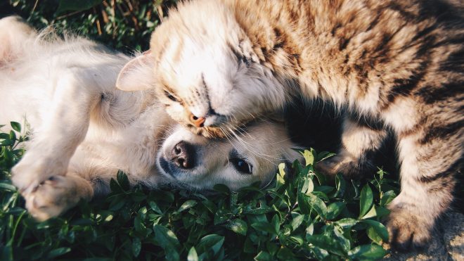 Moving with your pets: minimizing stress